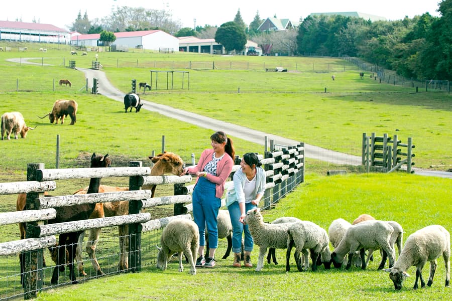 Mother Farm ở Chiba Nhật Bản