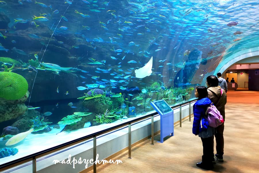 Port Of Nagoya Public Aquarium | Thành phố Nagoya Nhật Bản