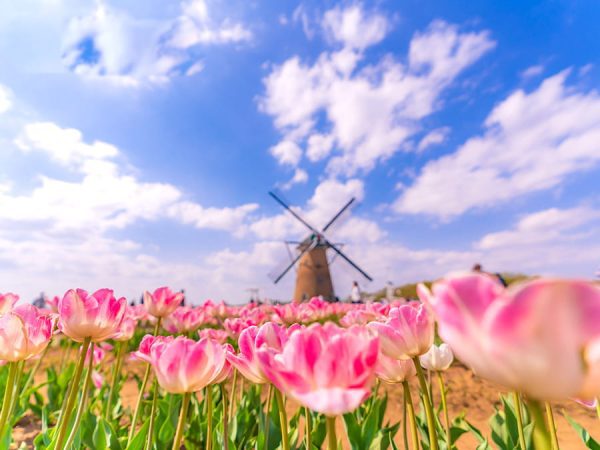 Top 9 loại hoa đẹp nhất nở vào mùa xuân ở Nhật Bản Sakura Tulip Festa