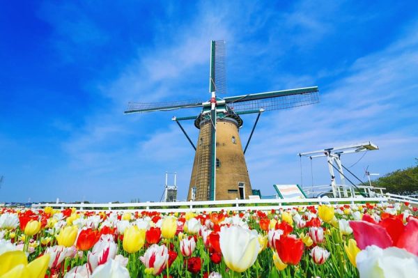 Top 9 loại hoa đẹp nhất nở vào mùa xuân ở Nhật Bản Sakura Tulip Festa