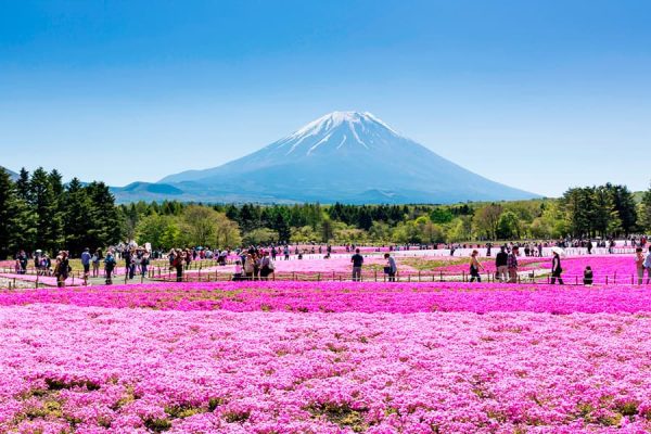 Top 9 loại hoa đẹp nhất nở vào mùa xuân ở Nhật Bản Shibazakura Tochigi