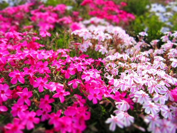 Top 9 loại hoa đẹp nhất nở vào mùa xuân ở Nhật Bản Mùa Hoa Chi Anh (Shibazakura)