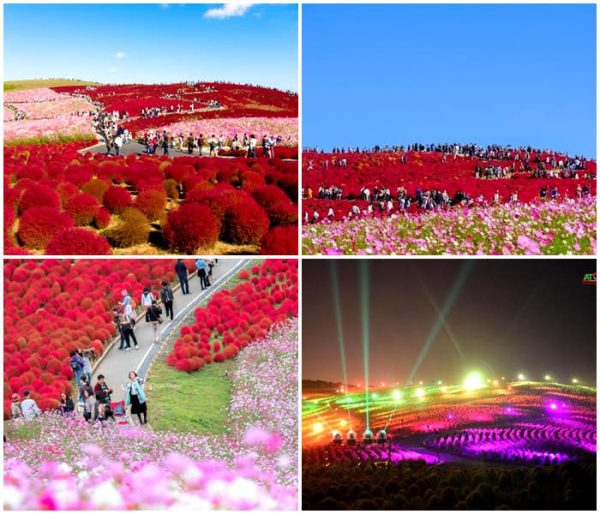 Lễ hội Hoa Đỏ Biei