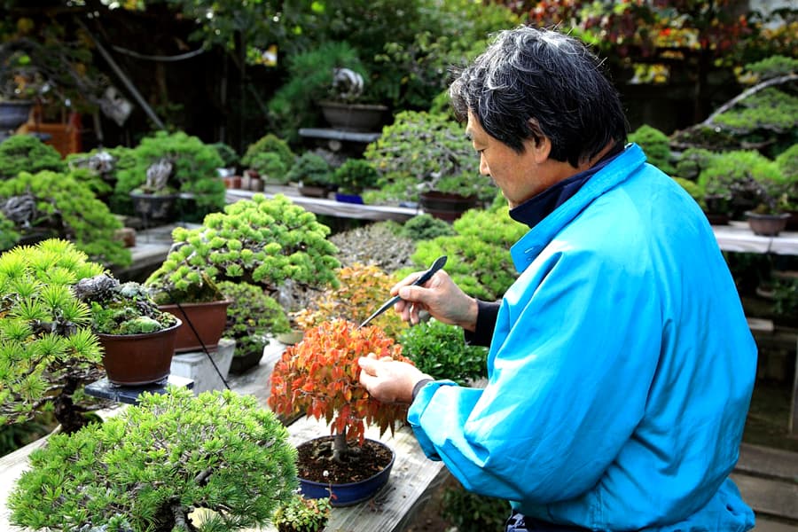 Bonsai Omiya Village