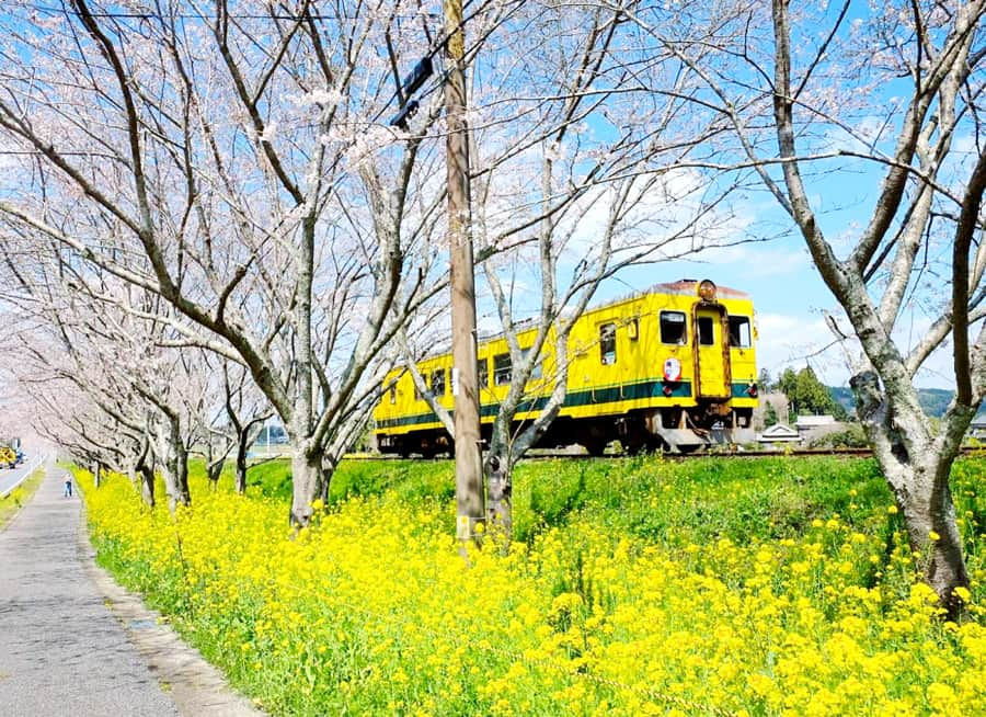 Tỉnh Chiba Nhật Bản: Nơi giao thoa giữa cổ điển và hiện đại