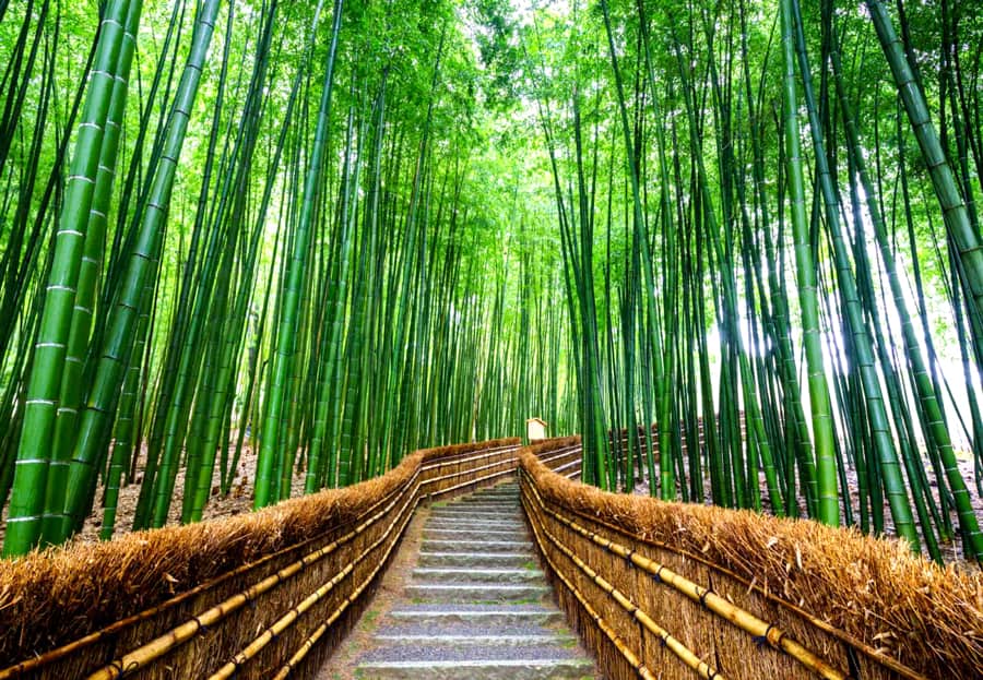Arashiyama Bamboo Grove | Tỉnh Kyoto Nhật Bản