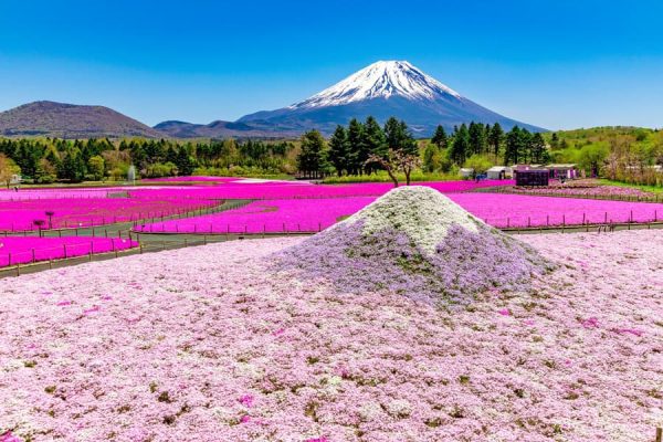 Fuji Shibazakura Festival
