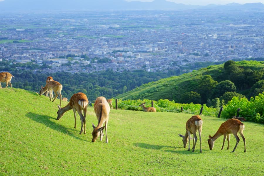 Mount Wakakusa | Tỉnh Nara Nhật Bản