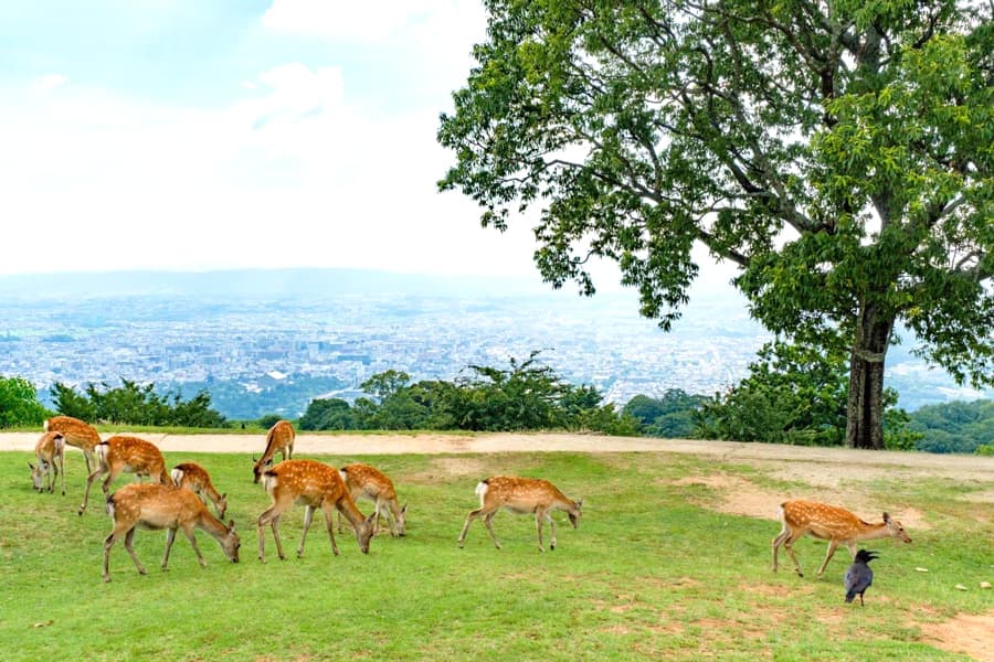 Mount Wakakusa | Tỉnh Nara Nhật Bản