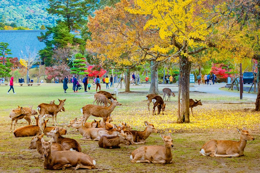 Nara Park (Công viên Nara) | Tỉnh Nara Nhật Bản