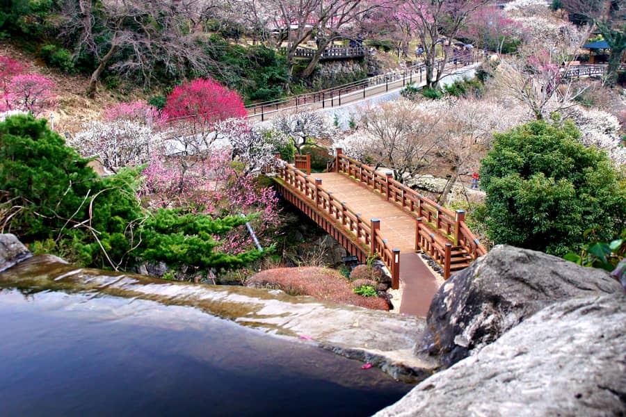 Plum Blossoms at Tsukigase Plum Grove