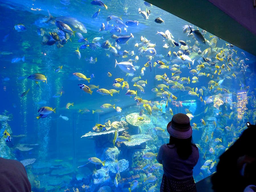 Toba Aquarium | tỉnh mie Nhật Bản