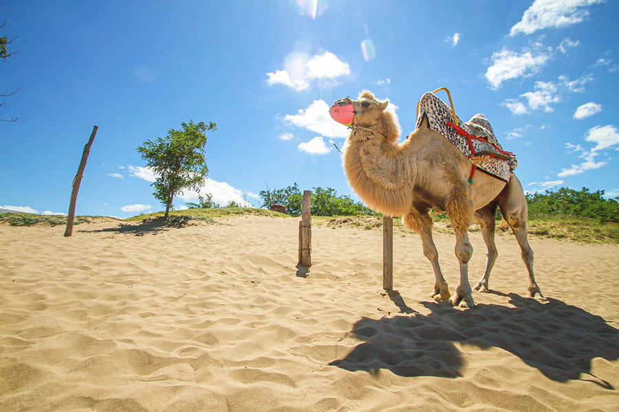 Tỉnh Tottori Nhật Bản: Vương quốc của những đồi cát lớn nhất Nhật Bản Đồi cát Tottori | Tỉnh Tottori Nhật Bản