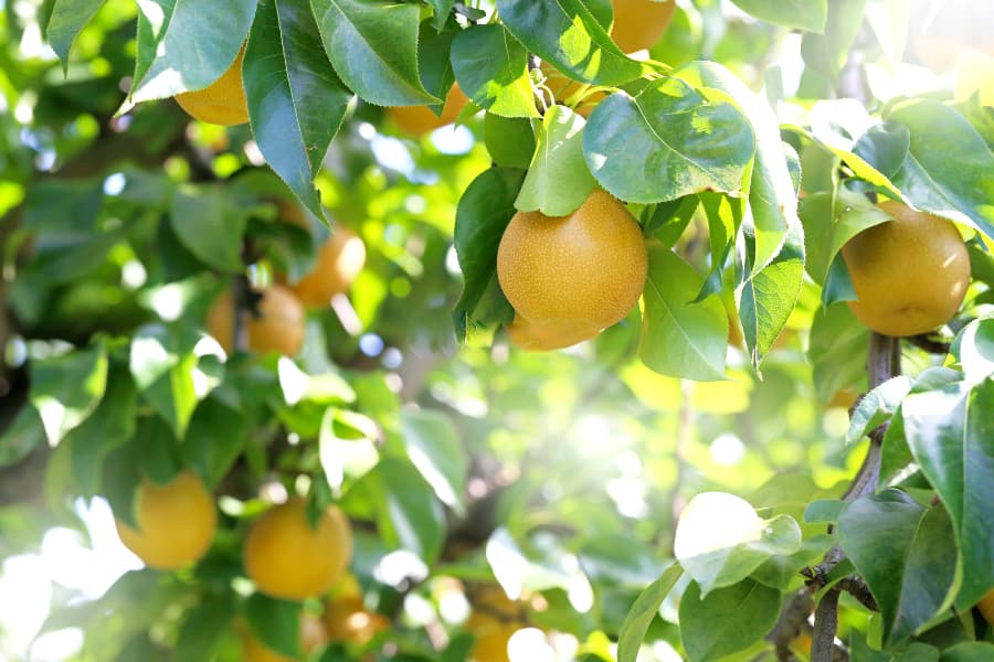 Tỉnh Tottori Nhật Bản: Vương quốc của những đồi cát lớn nhất Nhật Bản Lê Tottori | Ẩm thực Tỉnh Tottori Nhật Bản