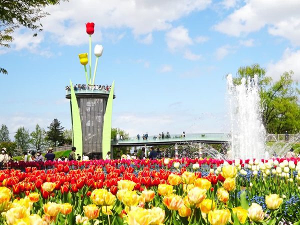 Hoa Tulip Nhật Bản (Churippu): Sắc Màu Tươi Mới Báo Hiệu Mùa Xuân Rực Rỡ Lễ hội Tonami Tulip