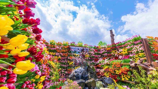 Hoa Tulip Nhật Bản (Churippu): Sắc Màu Tươi Mới Báo Hiệu Mùa Xuân Rực Rỡ Lễ hội Tonami Tulip