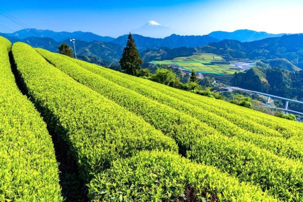 Tỉnh Shizuoka Nhật Bản: Thiên đường "Trà Xanh" ở vùng Chubu