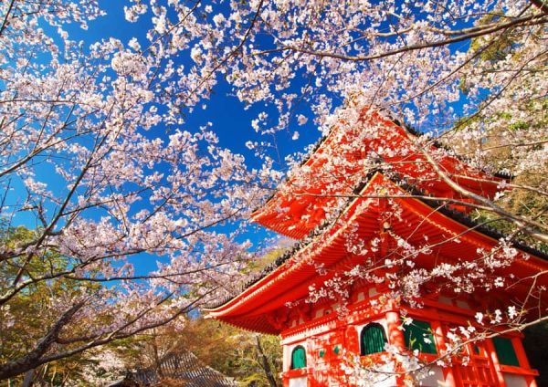 Tỉnh Wakayama Nhật Bản: Nếm thử "đủ loại" trái cây hảo hạng