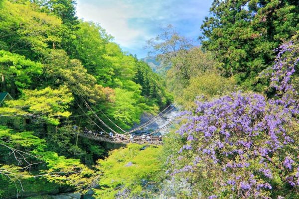 Iya Valley (Thung lũng Iya) | Tỉnh Tokushima Nhật Bản