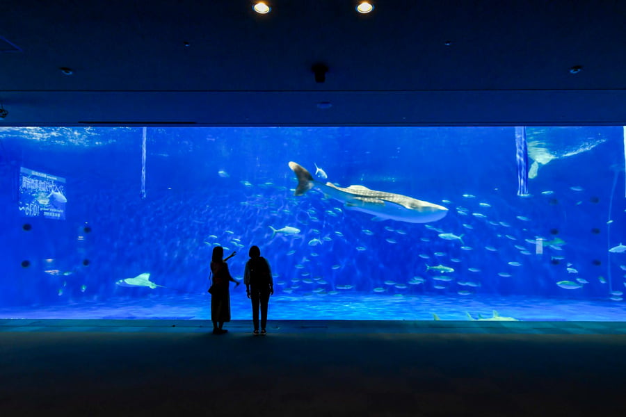 Kagoshima City Aquarium | tỉnh Kagoshima Nhật Bản