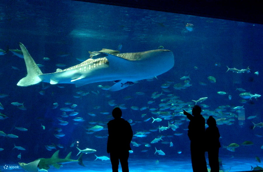 Kagoshima City Aquarium | tỉnh Kagoshima Nhật Bản