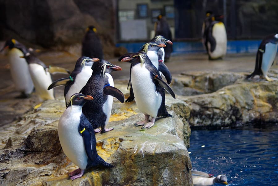 Nagasaki Penguin Aquarium | Tỉnh Nagasaki Nhật Bản