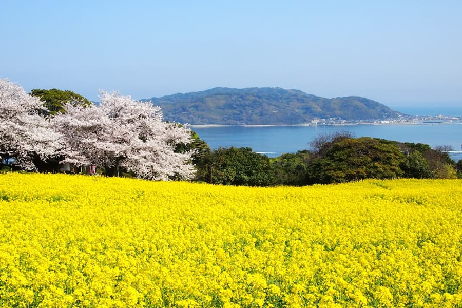 Nokonoshima island | Thành phố Fukuoka Nhật Bản