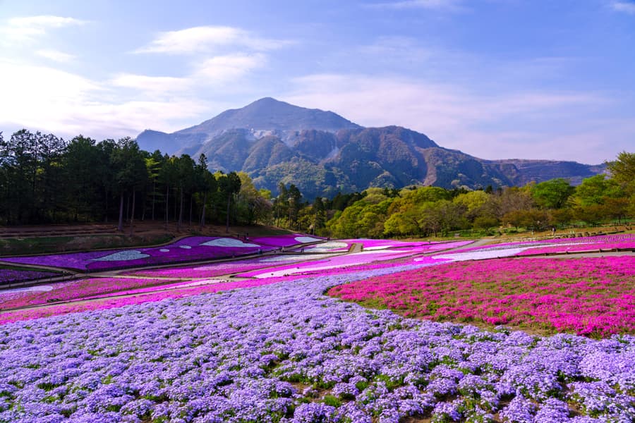 Hitsujiyama Park - Công viên Hitsujiyama | Thành phố Saitama Nhật Bản