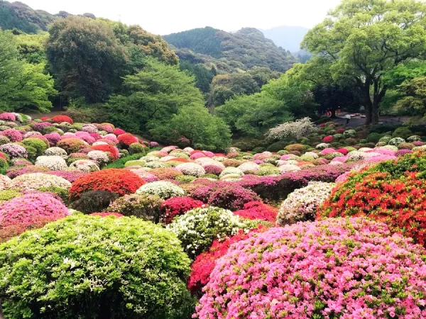 Vườn hoa Mifuneyama Rakuen | Tỉnh Saga Nhật Bản