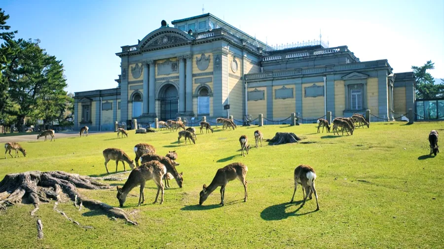 Nara National Museum - Bảo tàng quốc gia Nara