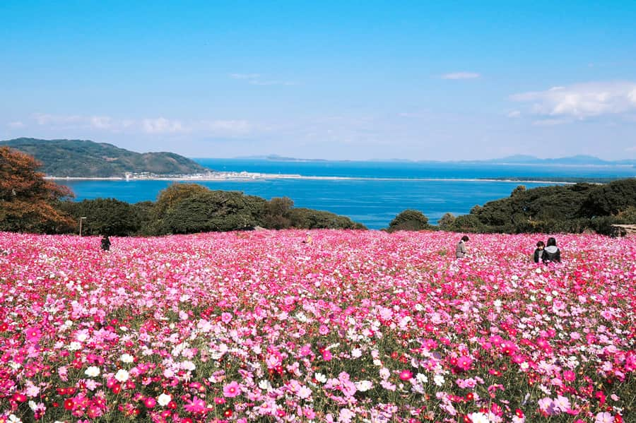 Nokonoshima Island Park | Thành phố Fukuoka Nhật Bản