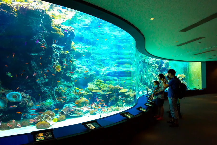 Okinawa Churaumi Aquarium | Thành phố Okinawa Nhật Bản