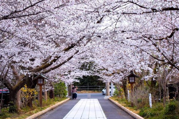 Sakura Kairo Festival in Saitama | Thành phố Saitama Nhật Bản