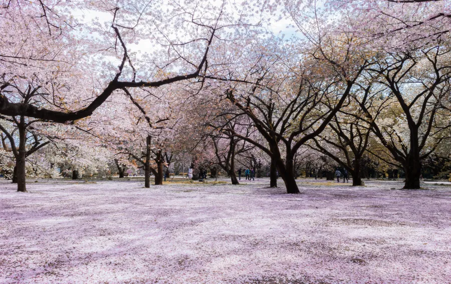 Shinjuku Gyoen: Công viên quốc gia có 1.000 cây anh đào