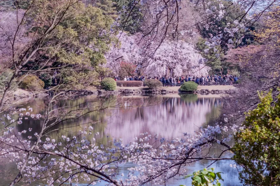 Shinjuku Gyoen: Công viên quốc gia có 1.000 cây anh đào