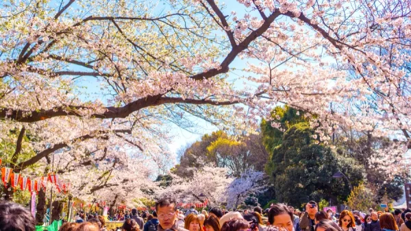 Công viên Ueno - Trèo thuyền giữa "biển" hoa đào tại Tokyo