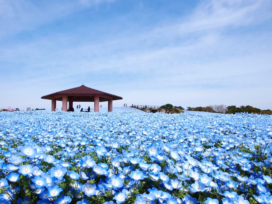 Uminonakamichi Seaside Park | Thành phố Fukuoka Nhật Bản