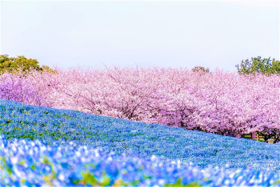 Uminonakamichi Seaside Park | Thành phố Fukuoka Nhật Bản