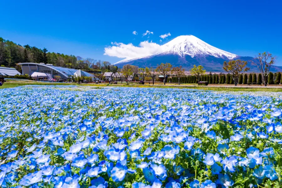 Núi Phú Sĩ - Ngắm trọn vẻ đẹp hùng vĩ của Mount Fuji