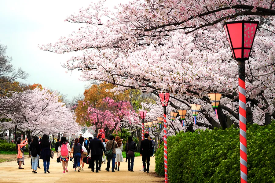 Lâu Đài Osaka - Ngắm hoa anh đào tại thành cổ Osaka Castle