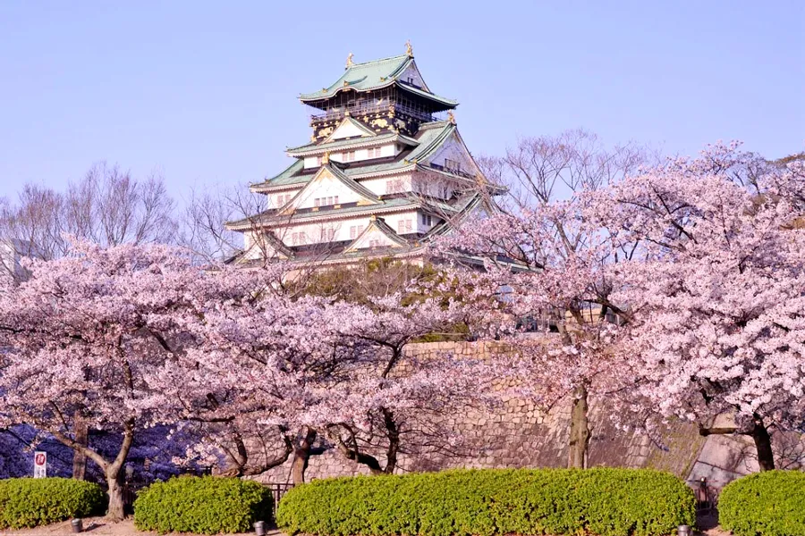 Lâu Đài Osaka - Ngắm hoa anh đào tại thành cổ Osaka Castle