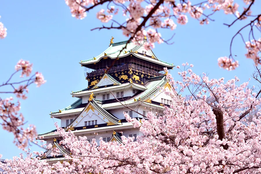 Lâu Đài Osaka - Ngắm hoa anh đào tại thành cổ Osaka Castle