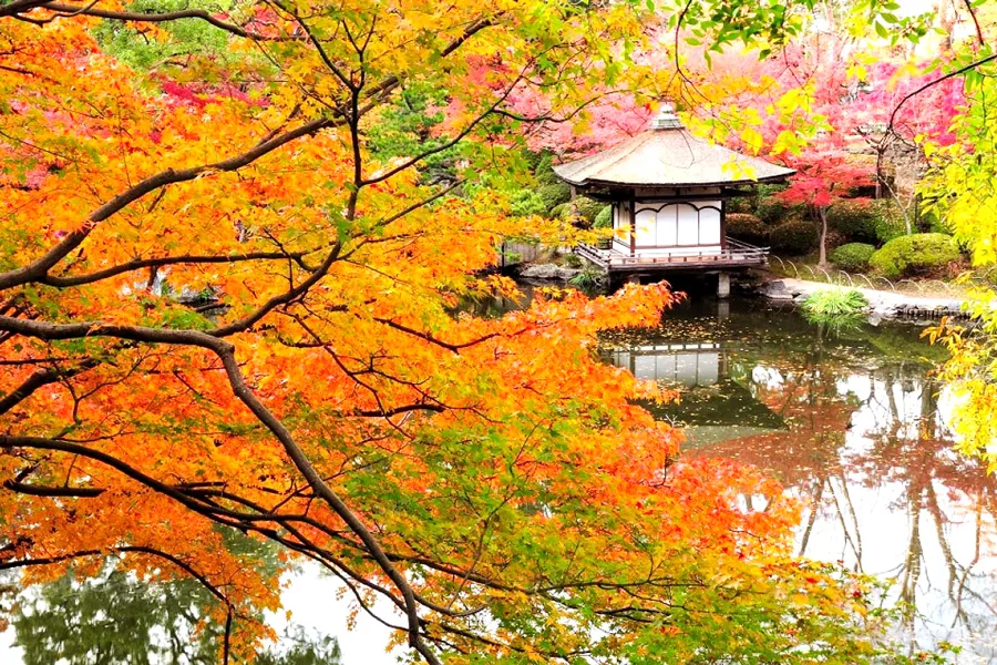 Lâu Đài Osaka - Ngắm hoa anh đào tại thành cổ Osaka Castle