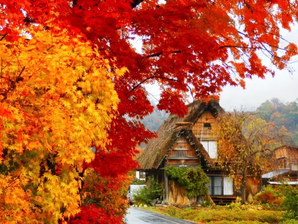 Làng cổ shirakawago mùa thu | Shirakawago Autumn