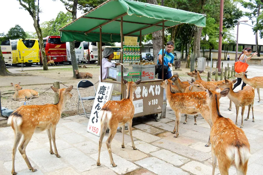 Công viên Nara - Chơi đùa cùng những chú nai tại Nara Park