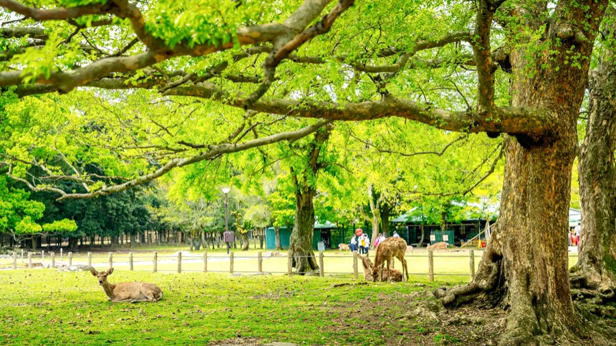 Công viên Nara - Chơi đùa cùng những chú nai tại Nara Park