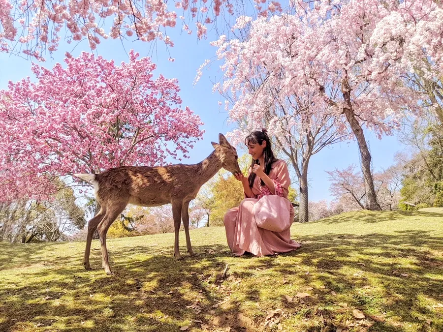 Công viên Nara - Chơi đùa cùng những chú nai tại Nara Park