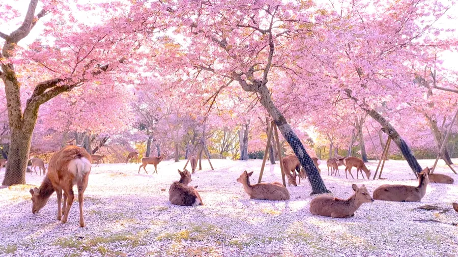 Công viên Nara - Chơi đùa cùng những chú nai tại Nara Park