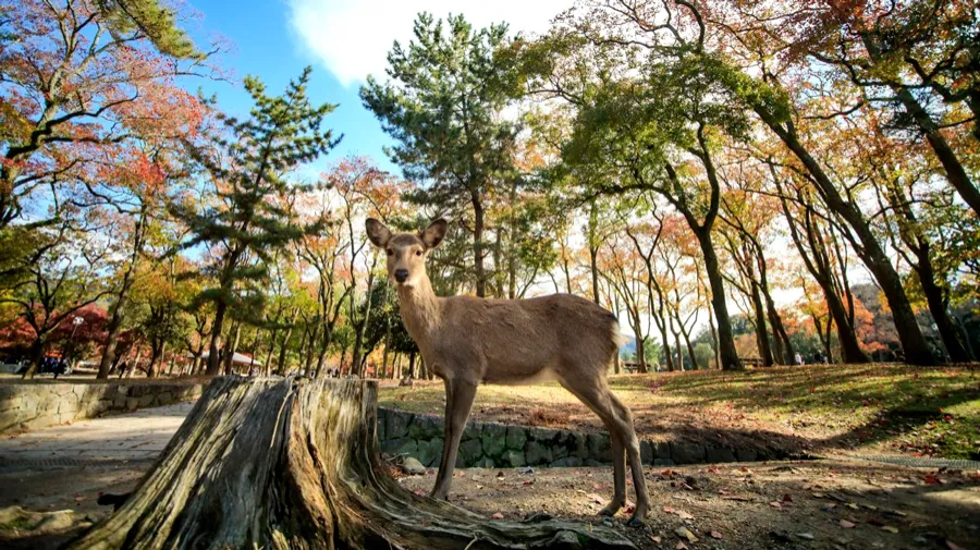 Công viên Nara - Chơi đùa cùng những chú nai tại Nara Park