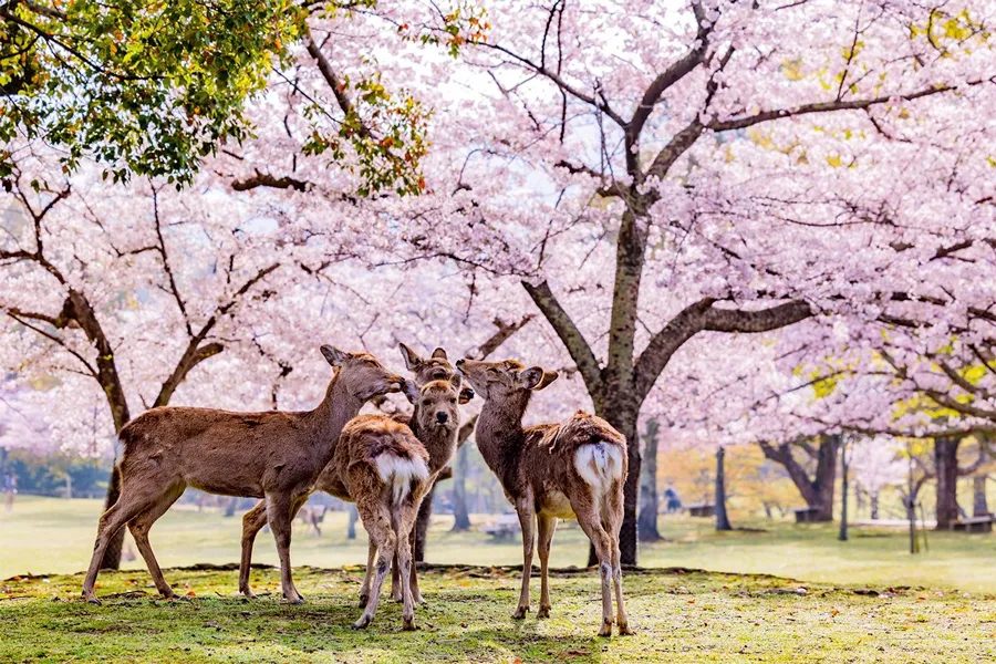 Công viên Nara - Chơi đùa cùng những chú nai tại Nara Park